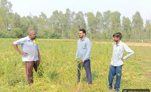 हबीबपुर में किसान द्वारा धान बीज में गड़बड़ी को लेकर की गई शिकायत