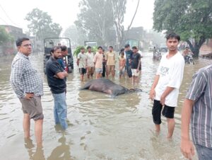 मीरापुर ज्यादा बारिश होने से हाईवे पर जलभराव होने के कारण पानी में करंट आने से एक बैल की मौत, तीन भाईयो की बची जान।