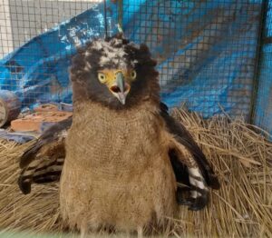 देवा वन रेंज टीम द्वारा घायल बाज पक्षी को किया गया था रेस्क्यू,स्वस्थ होने पर प्रकृति में किया विमोचित।